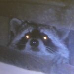 神奈川県横浜市アライグマ駆除 侵入していたアライグマ