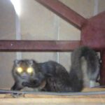 神奈川県相模原市ムササビ駆除 昔遭遇したムササビ