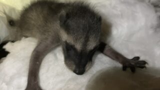 アライグマの出産シーズンがはじまりました！