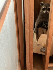 親子のアライグマを駆除