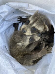 駆除したアライグマの赤ちゃん