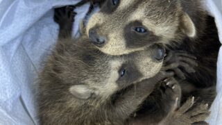 駆除したアライグマの赤ちゃん