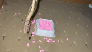 本日のお仕事 東京都昭島市 ネズミ駆除