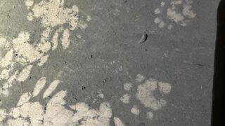 本日のお仕事  神奈川県相模原市 ハクビシン調査