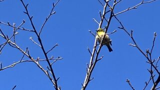 埼玉県久喜市 木にとまったメジロ