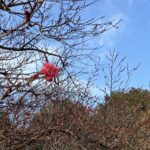 東京都目黒区ハクビシン駆除梅の花