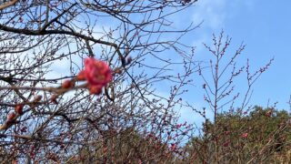 東京都目黒区ハクビシン駆除梅の花