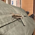 神奈川県逗子市ネズミ駆除 知らないうちに服にとまっていた大きなバッタ