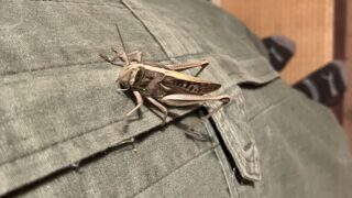 神奈川県逗子市ネズミ駆除 知らないうちに服にとまっていた大きなバッタ