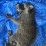 千葉県千葉市アライグマ駆除 戸袋で見つけたアライグマの子供