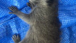千葉県千葉市アライグマ駆除 戸袋で見つけたアライグマの子供
