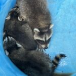 千葉県成田市アライグマ駆除 壁の中から見つかったアライグマの子供