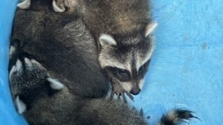 千葉県成田市アライグマ駆除 壁の中から見つかったアライグマの子供