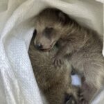 東京都世田谷区アライグマ駆除 壁の中から救出したアライグマの赤ちゃん