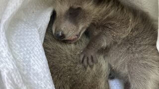 東京都世田谷区アライグマ駆除 壁の中から救出したアライグマの赤ちゃん