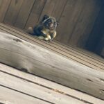 新潟県妙高市ムササビ駆除 ムササビ発見