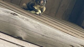新潟県妙高市ムササビ駆除 ムササビ発見