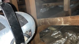 本日のお仕事 東京都日野市 アライグマ駆除