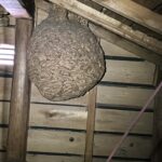 神奈川県鎌倉市ネズミ駆除 天井裏で発見した古いスズメバチの巣