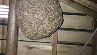 本日のお仕事  神奈川県鎌倉市 ネズミ駆除