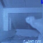 新潟県妙高市ムササビ駆除 天井裏カメラに映ったムササビ