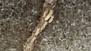 本日のお仕事  東京都文京区 ネズミ駆除