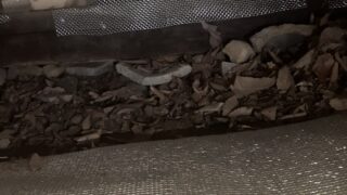 長野県松本市ハクビシン駆除 遮断完了した侵入口