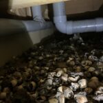 神奈川県相模原市ハクビシン駆除 天井裏に溜まったハクビシンの糞