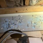 東京都板橋区ネズミ駆除 前任会社が仕掛けた毒餌