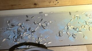 東京都板橋区ネズミ駆除 前任会社が仕掛けた毒餌