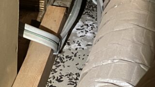 千葉県船橋市コウモリ駆除 天井裏で発見したコウモリの糞