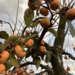 東京都立川市ネズミ駆除 実がたくさん付いたお客様の柿の木