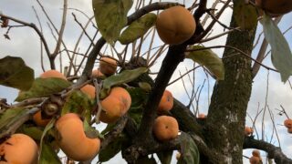 本日のお仕事 東京立川市ネズミ駆除