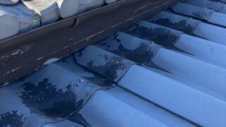 本日のお仕事 東京都杉並区 ハクビシン駆除