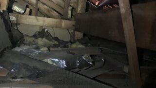 本日のお仕事 東京都杉並区 ハクビシン駆除