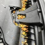 東京都杉並区ネズミ駆除 ネズミが侵入して食べかすだらけのボンネット