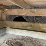 千葉県市原市アライグマ駆除 破壊された遮断用金網