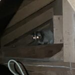 東京都武蔵野市ハクビシン駆除 天井裏で見つかったハクビシン