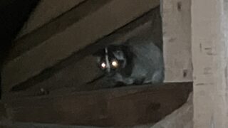 東京都武蔵野市ハクビシン駆除 天井裏で見つかったハクビシン