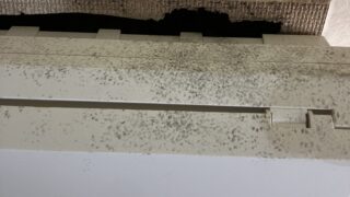 本日のお仕事  神奈川県川崎市麻生区  ネズミ駆除