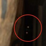 東京都町田市アライグマ駆除 カメラに映ったアライグマ