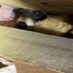 茨城県常総市アライグマ駆除 天井裏でアライグマと遭遇