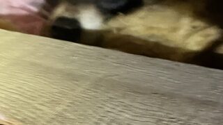 茨城県常総市アライグマ駆除 天井裏でアライグマと遭遇