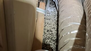 本日のお仕事  千葉県船橋市コウモリ駆除