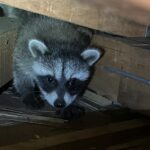 神奈川県横浜市保土ヶ谷区アライグマ駆除 現場で見付けたアライグマの子供