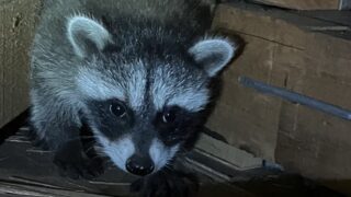 神奈川県横浜市保土ヶ谷区アライグマ駆除 現場で見付けたアライグマの子供