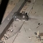 東京都小金井市ネズミ駆除 作業中に見つかったネズミの子供