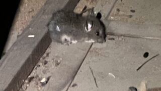 本日のお仕事  東京都小金井市  ネズミ駆除