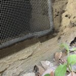 東京都三鷹市ネズミ駆除 やり直した後の金網遮断