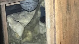 本日のお仕事 長野県上田市 ネズミ駆除